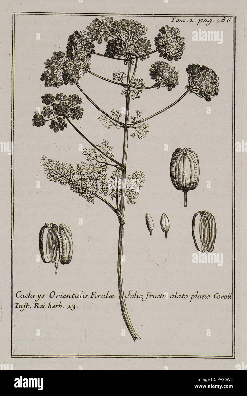 44 Cachrys Orientalis Ferulae folio fructu atato plano Coroll Inst Rei herb 23 - Tournefort Joseph Pitton De - 1717 Stock Photo