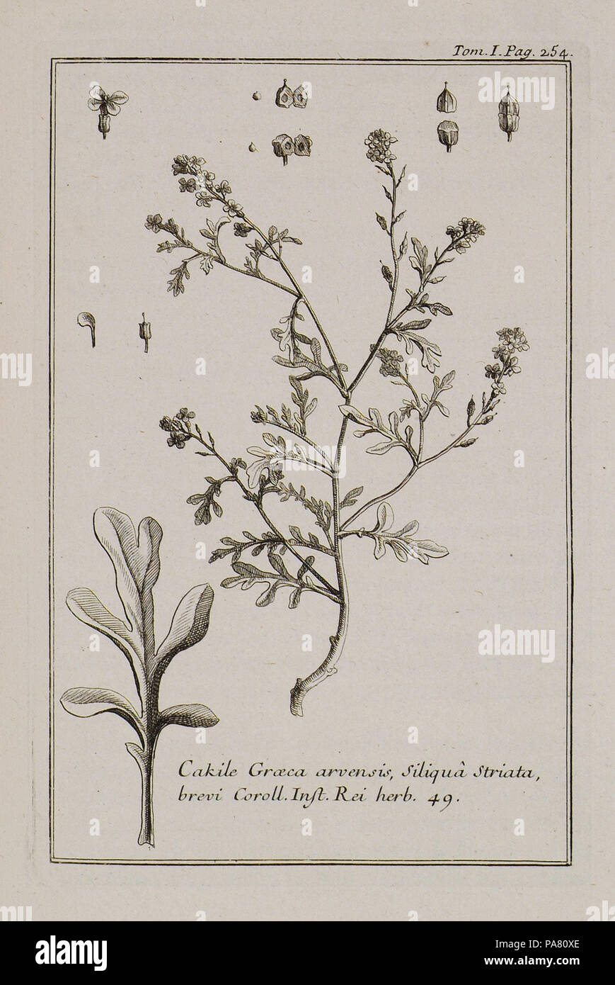 44 Cakile Graeca, arvensis, filiqua striata, brevi Coroll Inst Rei herb 49 - Tournefort Joseph Pitton De - 1717 Stock Photo