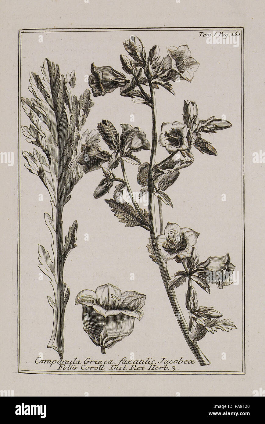 44 Campanula Graeca, faxatilis Jacobae folio Coroll Inst Rei herb 3 - Tournefort Joseph Pitton De - 1717 Stock Photo