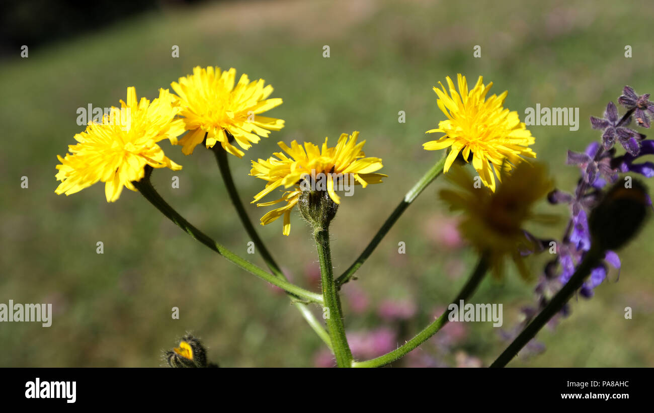 Alps, Summer, Courchevel, France, lac de la rosiere, doronic a grande fleurs, asteraceae, flower, Stock Photo