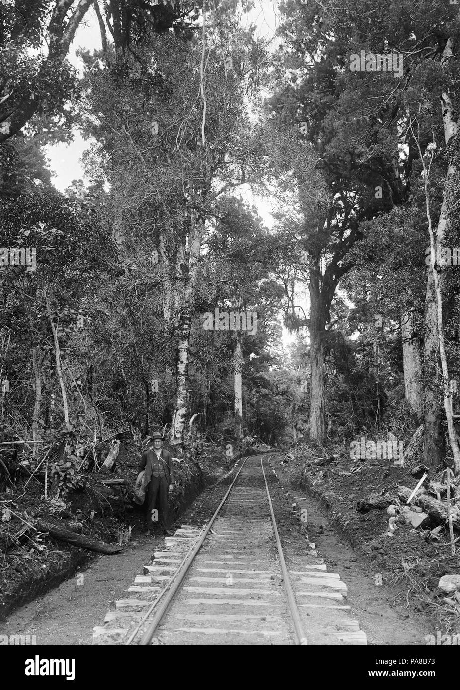 43 Bush railway line, Erua ATLIB 281095 Stock Photo