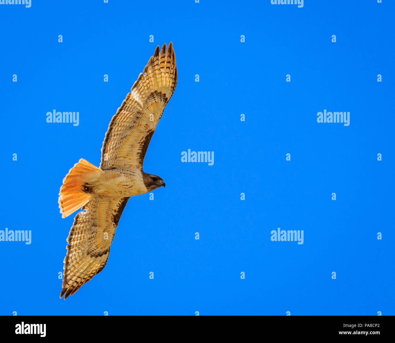Red tailed hawk soaring lliesurely against a blue sky keeping its eye on you Stock Photo