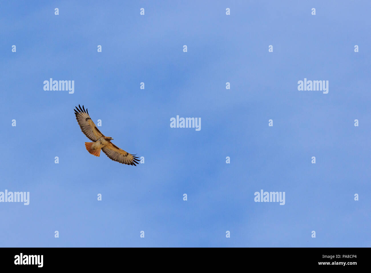 Beautiful wingspan view of Red tailed hawk soaring in the sky Stock