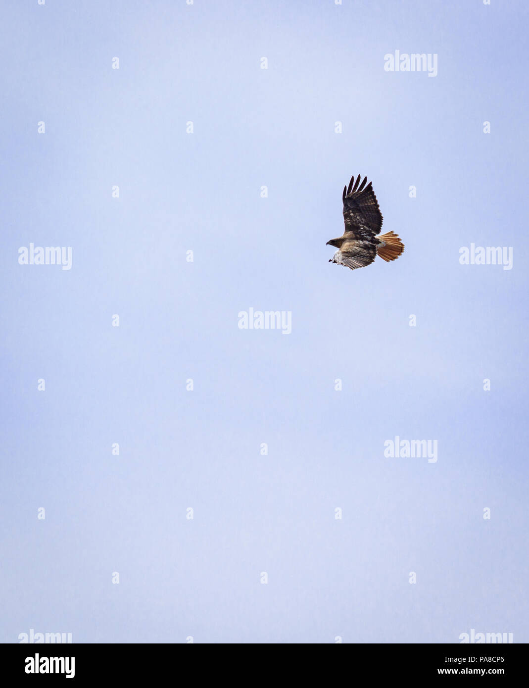 Red-tailed hawk soaring with its wingspan displaying its feathers Stock Photo