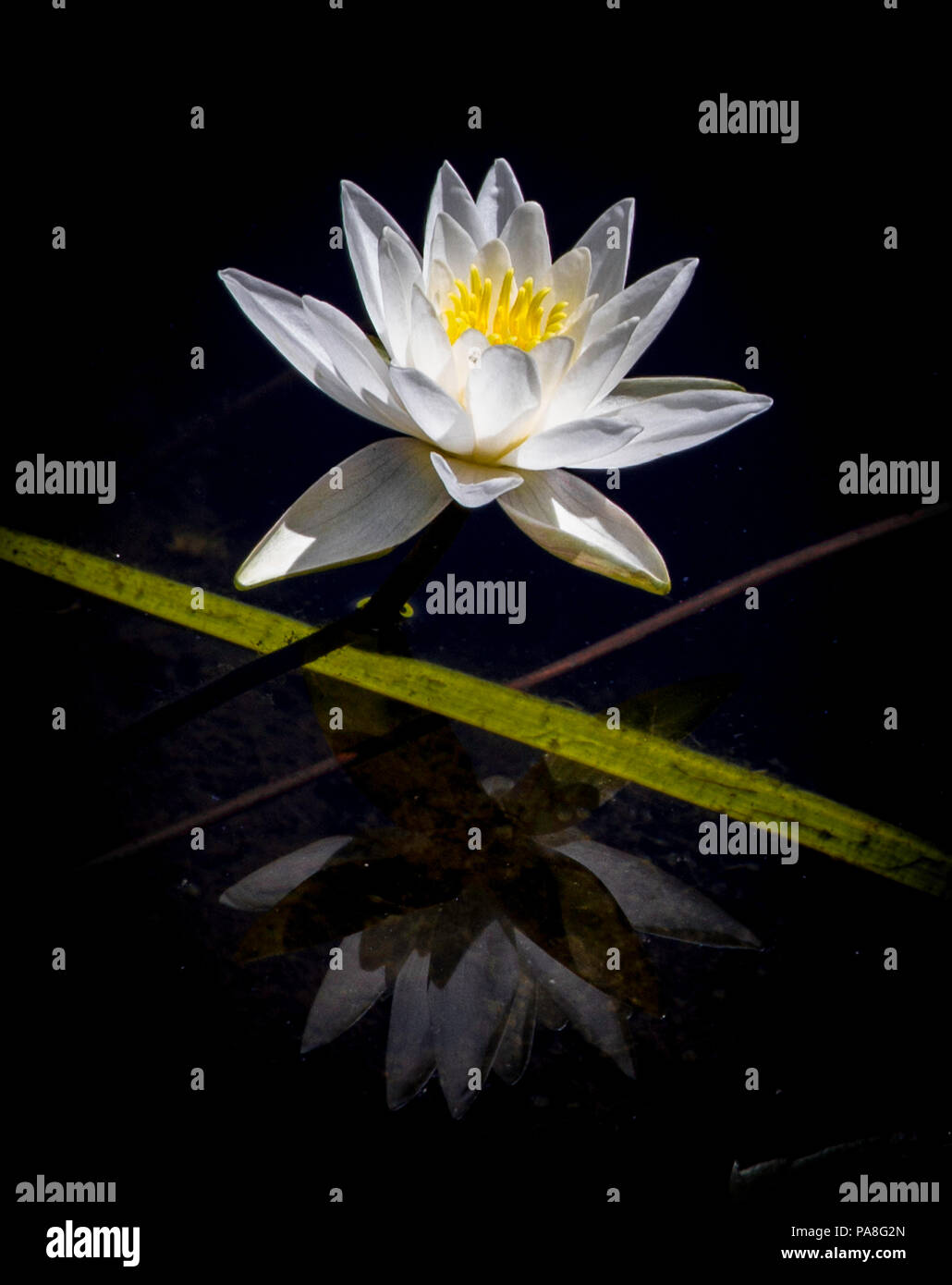 Lotus on water and its reflection Stock Photo Alamy