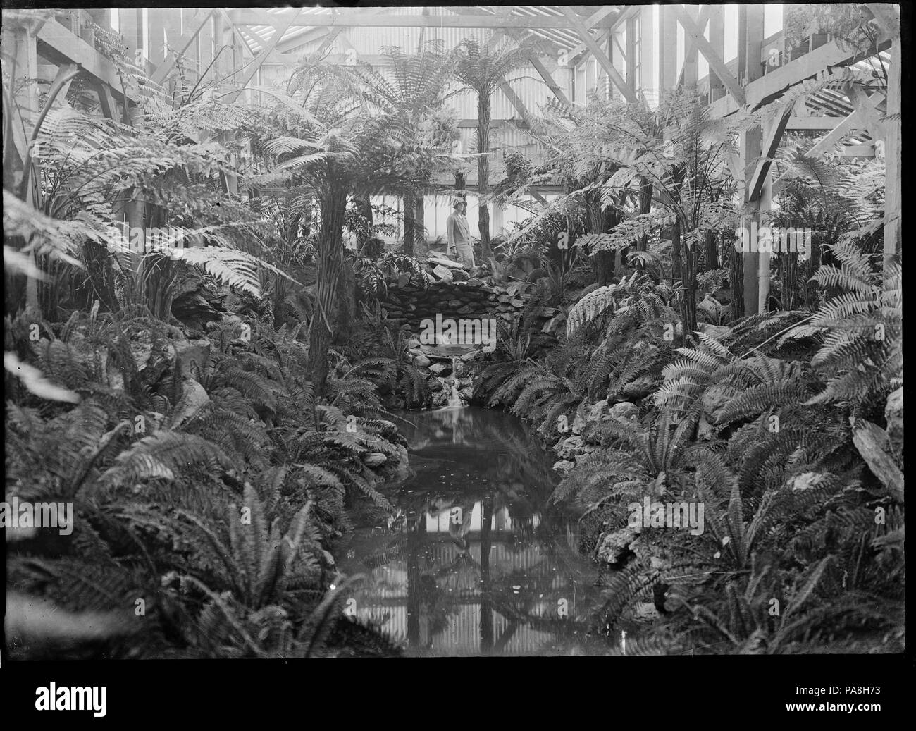 104 Glasshouse fernery at Dunedin Botanic Garden ATLIB 313968 Stock Photo