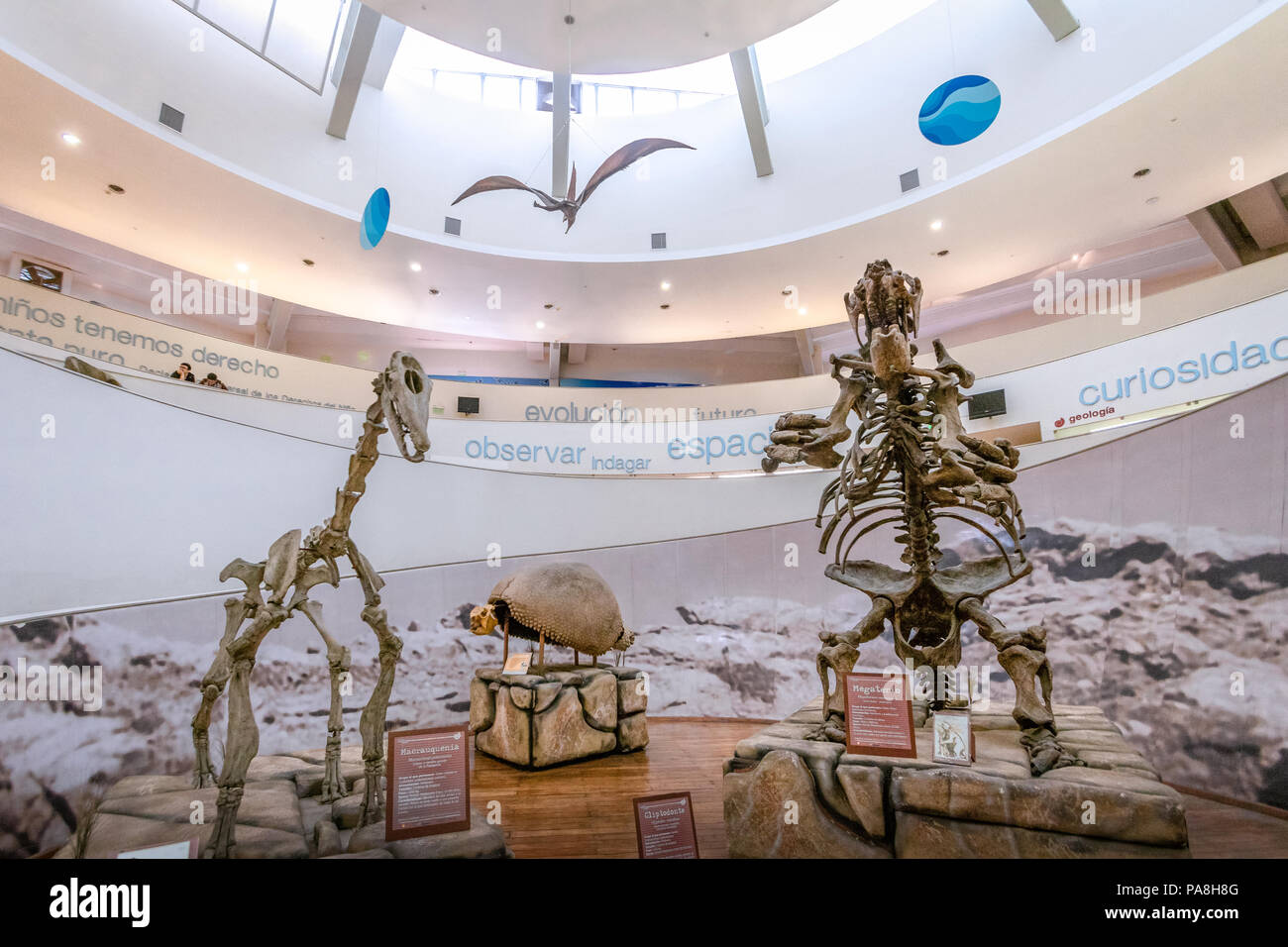 Natural Sciences Museum (Museo Provincial de Ciencias Naturales) Interior - Cordoba, Argentina Stock Photo