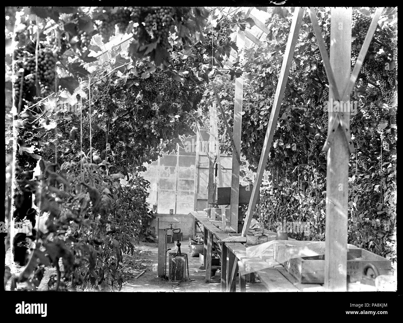 125 Interior of a glasshouse, with grape vines laden with fruit, and fruiting tomato plants, owned by Walter Percival at Otaki ATLIB 311629 Stock Photo