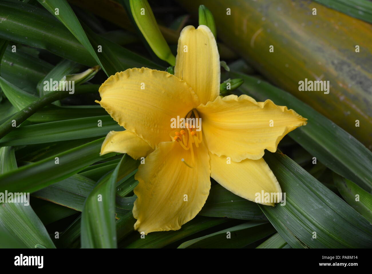 Pelling, West Sikkim, India. Travel photo. Stock Photo