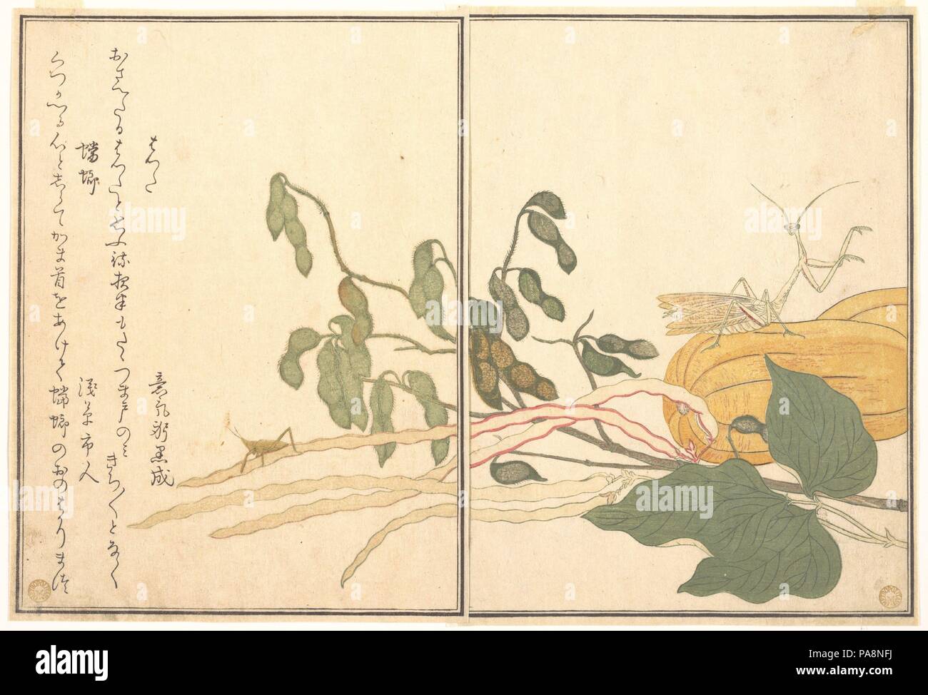 Cone-headed Grasshopper or Locust, (batta); Praying Mantis (Toro or Kamakiri), from the Picture Book of Crawling Creatures (Ehon mushi erami). Artist: Kitagawa Utamaro (Japanese, ca. 1754-1806). Culture: Japan. Dimensions: 10 1/2 x 7 7/32 in. (26.7 x 18.4 cm). Date: 1788.  Ehon mushi erami (Picture Book of Crawling Creatures) is illustrated with fifteen designs of insects and other garden creatures by Utamaro. Published by Tsutaya Juzaburo , the poems were selected and introduced by a preface written by the poet and scholar Yadoya no Meshimori (Rokujuen; 1753-1830), who later became head of th Stock Photo