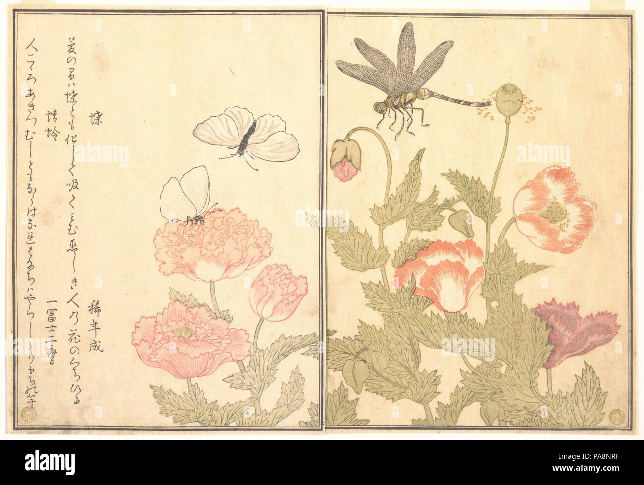 Butterfly (Cho); Dragonfly (Kagero or Tonbo), from the Picture Book of Crawling Creatures (Ehon mushi erami). Artist: Kitagawa Utamaro (Japanese, ca. 1754-1806). Culture: Japan. Dimensions: 10 1/2 x 7 1/4 in. (26.7 x 18.4 cm). Date: 1788.  Ehon mushi erami (Picture Book of Crawling Creatures) is illustrated with fifteen designs of insects and other garden creatures by Utamaro. Published by Tsutaya Juzaburo , the poems were selected and introduced by a preface written by the poet and scholar Yadoya no Meshimori (Rokujuen; 1753-1830), who later became head of the influential Go-gawa poetry group Stock Photo