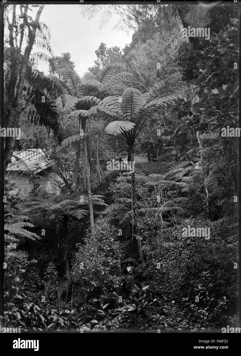 Whangarei Black and White Stock Photos & Images Alamy