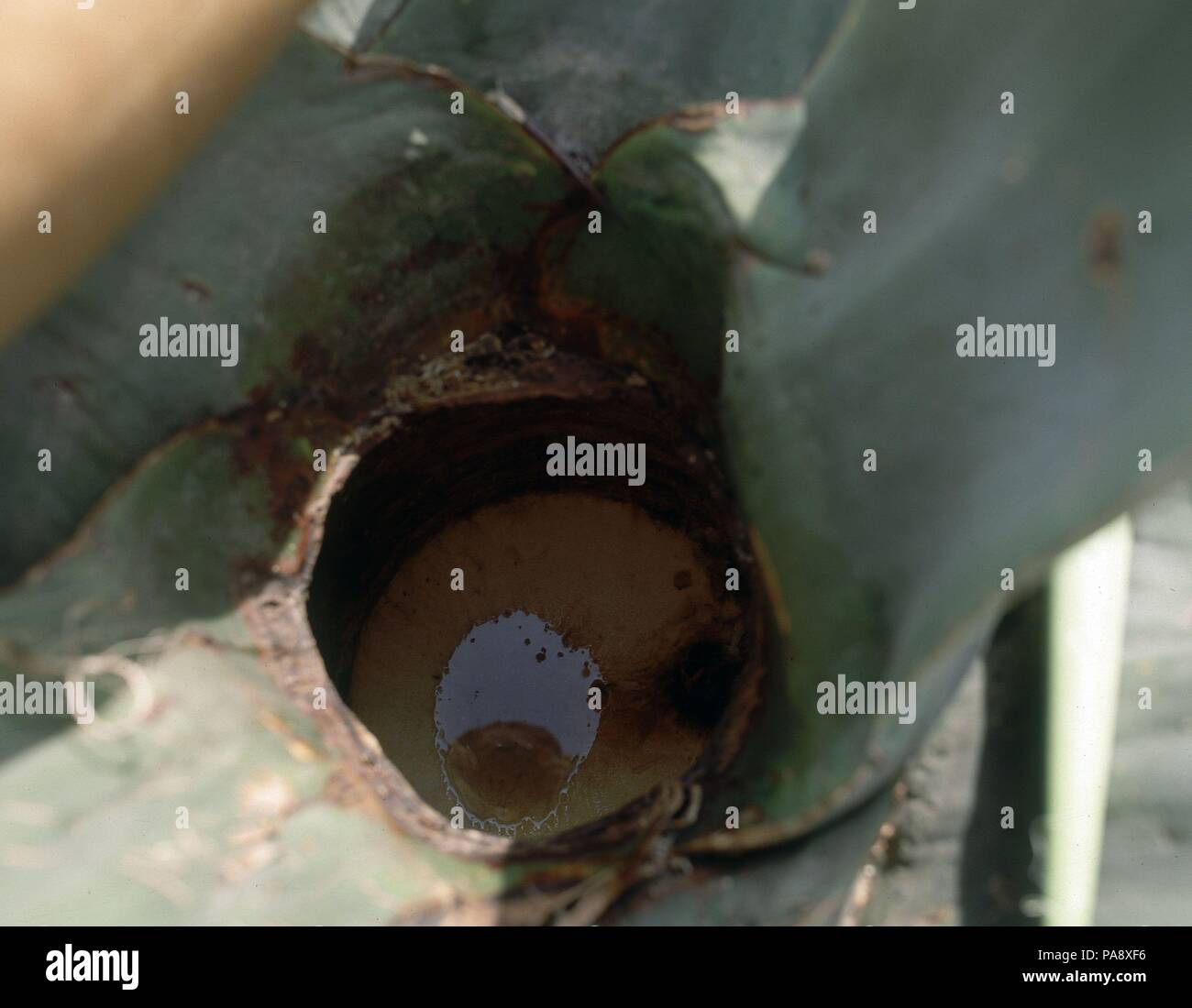 Planta de mexico hi-res stock photography and images - Alamy
