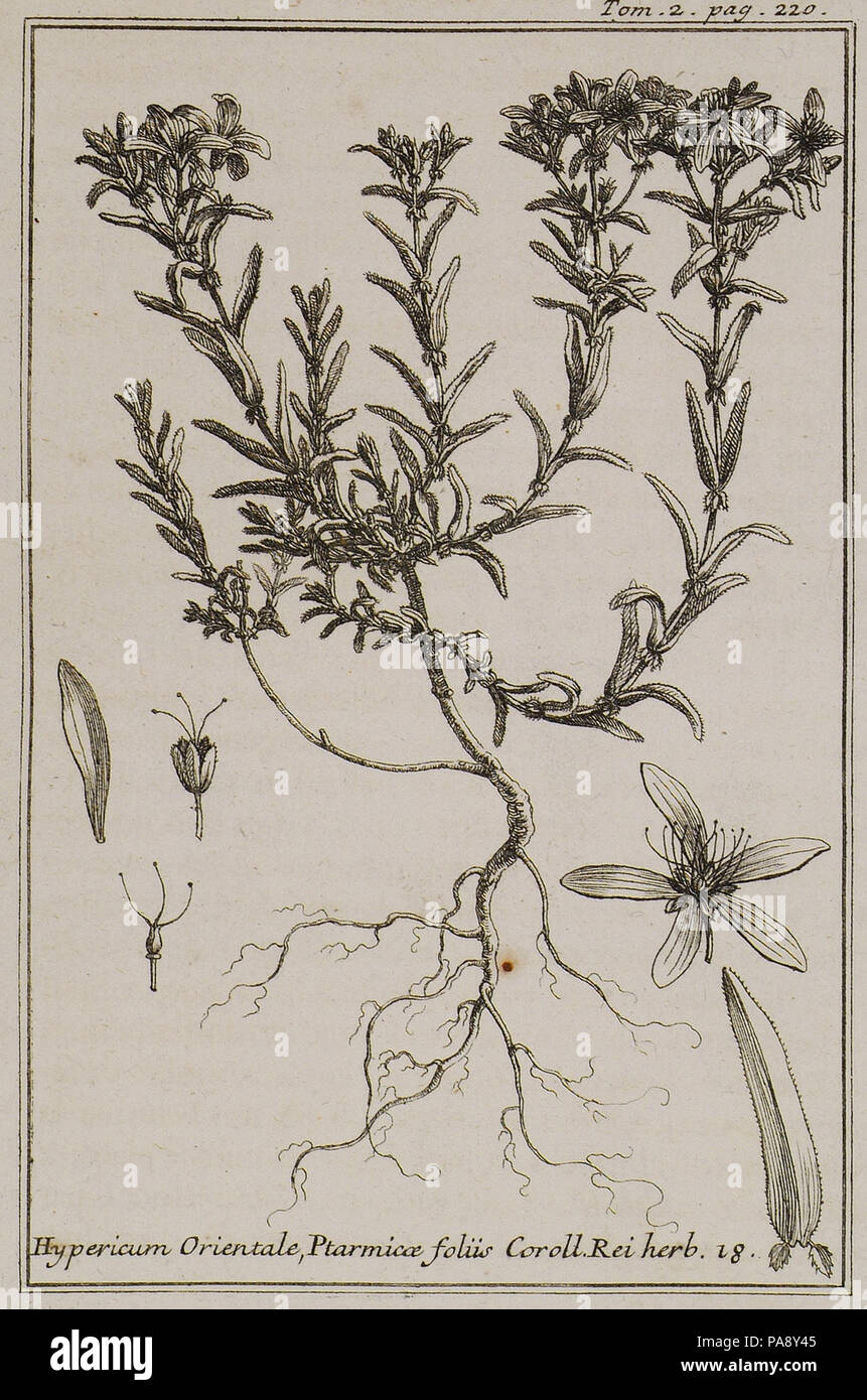 117 Hypericum Orientale, Ptarmicae foliis Coroll Rei herb 18 - Tournefort Joseph Pitton De - 1717 Stock Photo