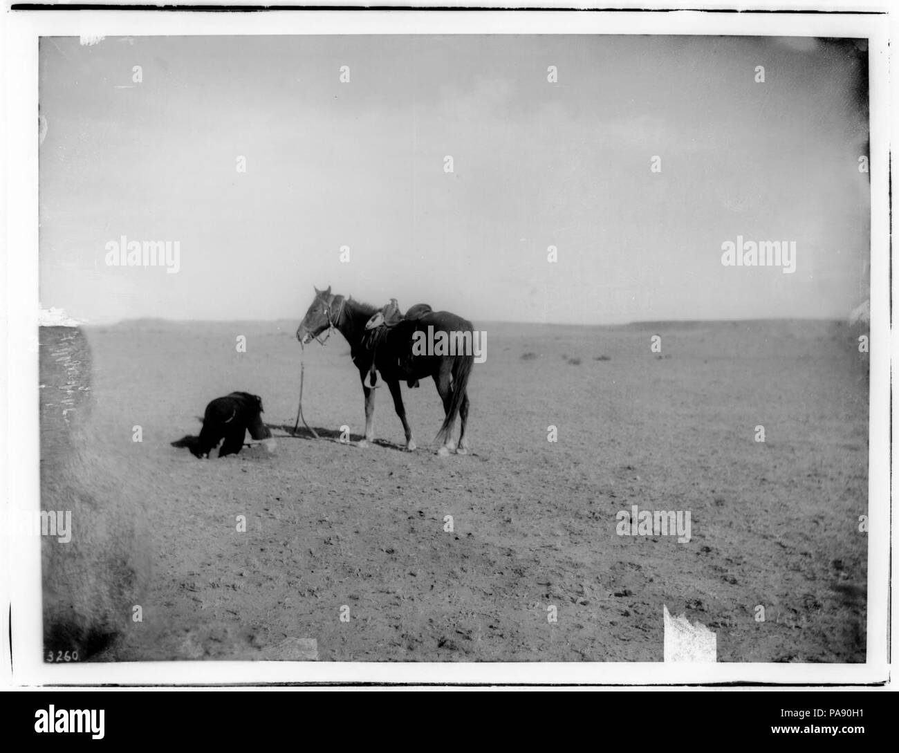 A Navajo Indian man staking his horse to a hole in the desert sand so the horse does not wander off, ca.1900 (CHS-3260). Stock Photo
