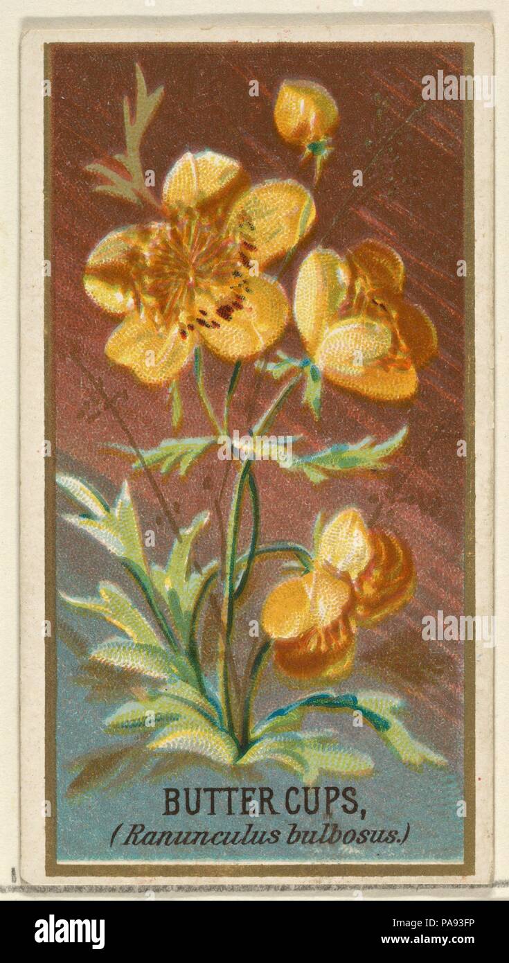 Buttercups (Ranunculus bulbosus), from the Flowers series for Old Judge Cigarettes. Dimensions: Sheet: 2 3/4 x 1 1/2 in. (7 x 3.8 cm). Printer: George S. Harris & Sons (American, Philadelphia). Publisher: Issued by Goodwin & Company. Date: 1890.  The 'Flowers' series of trading cards (N164) was issued by Goodwin & Company in 1890 to promote Old Judge Cigarettes. The Metropolitan Museum of Art owns all 50 cards in the series. Museum: Metropolitan Museum of Art, New York, USA. Stock Photo