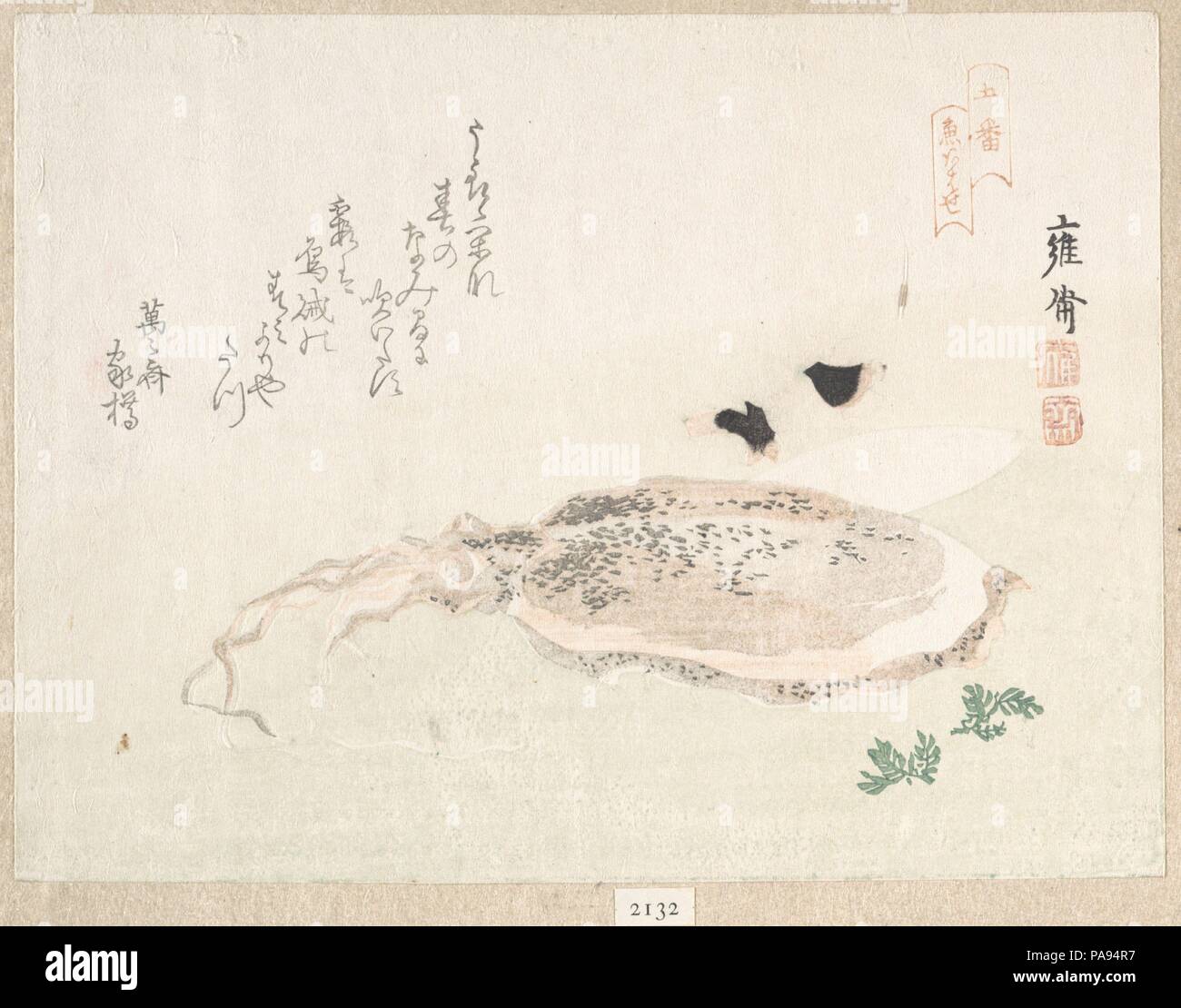 Cuttle Fish. Artist: Kikuchi Yosai (Japanese, 1781-1878). Culture: Japan. Dimensions: 5 9/16 x 7 7/16 in. (14.1 x 18.9 cm). Date: early 19th century. Museum: Metropolitan Museum of Art, New York, USA. Stock Photo