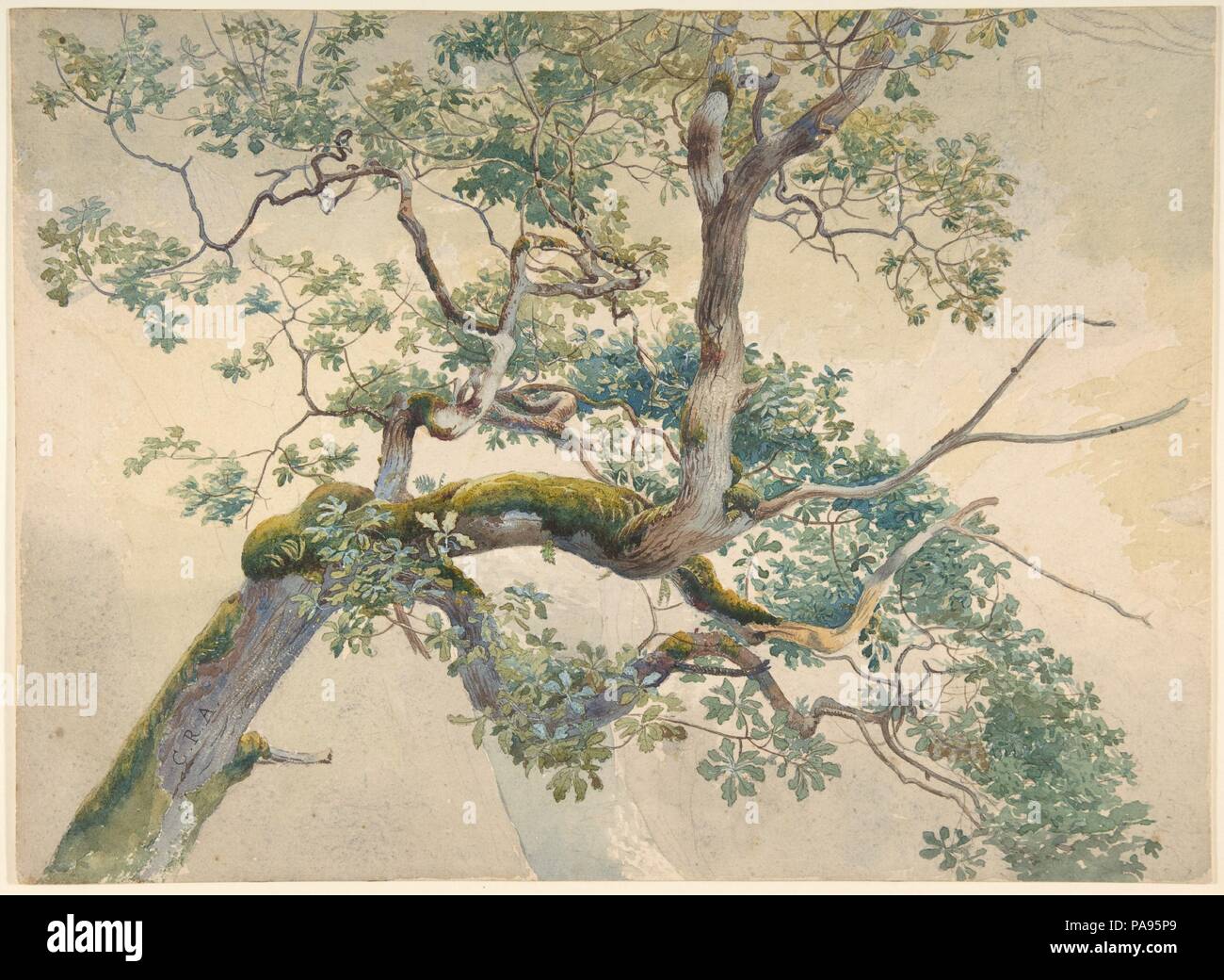 Tree Branches. Artist: Charles Reginald Aston (British, Birmingham 1832-1908 Birmingham). Dimensions: sheet: 9 1/2 x 13 in. (24.1 x 33 cm). Date: 1852-1908.  Aston came from Birmingham and trained as an architect before turning to landscape painting. He traveled in Britain and to Italy to seek subjects exhibited at the Royal Academy and Royal Institute of Painters in Watercolours in London, and joined the latter in 1882. In this study, closely observed bark, moss and foliage convey a reverence for nature which, together with the artful placement of the branches, suggests an admiration for John Stock Photo