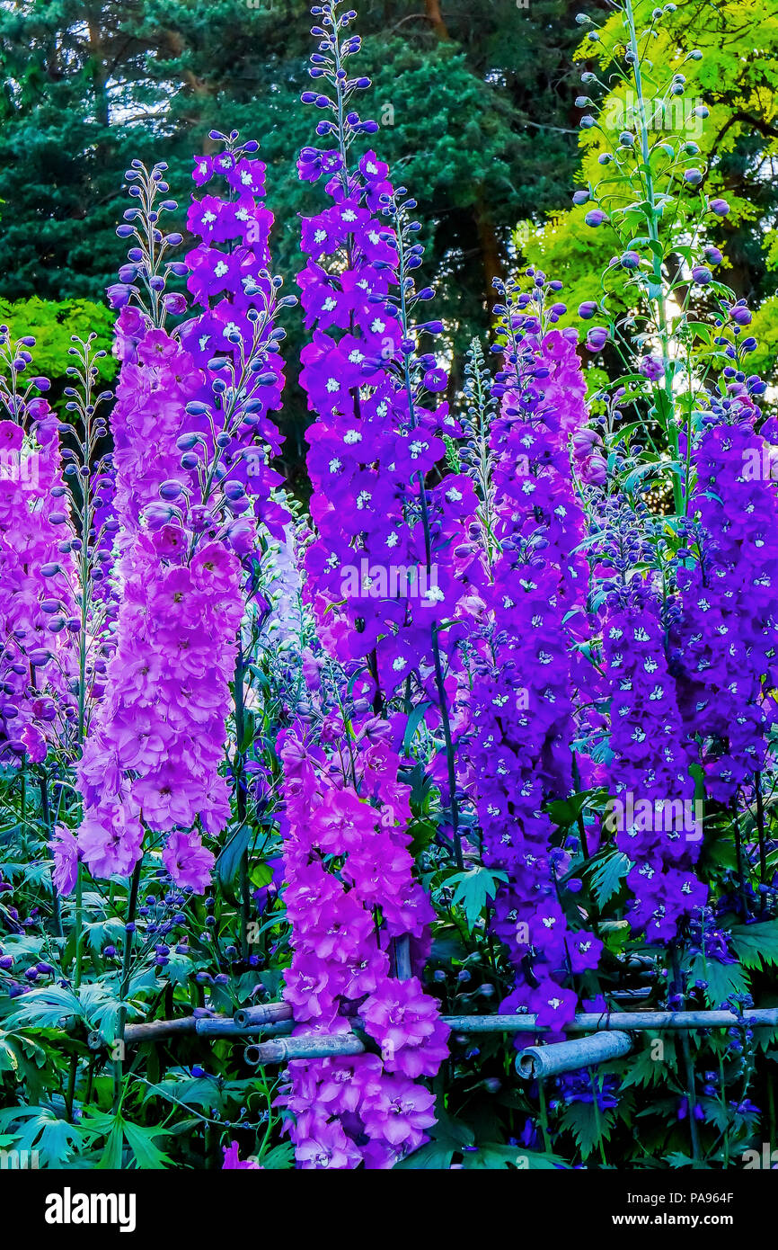 Blue White Purple Delphinium Larkspur Perennial Van Dusen Garden Vancouver British Columbia