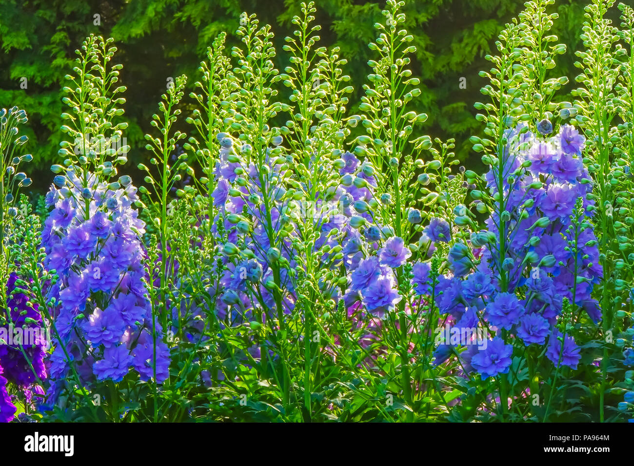 Blue White Delphinium Larkspur Perennial Van Dusen Garden Vancouver
