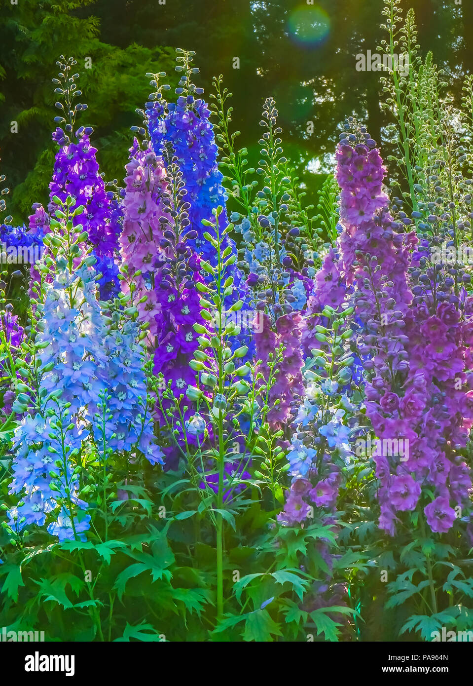 Blue White Purple Delphinium Larkspur Perennial Van Dusen Garden