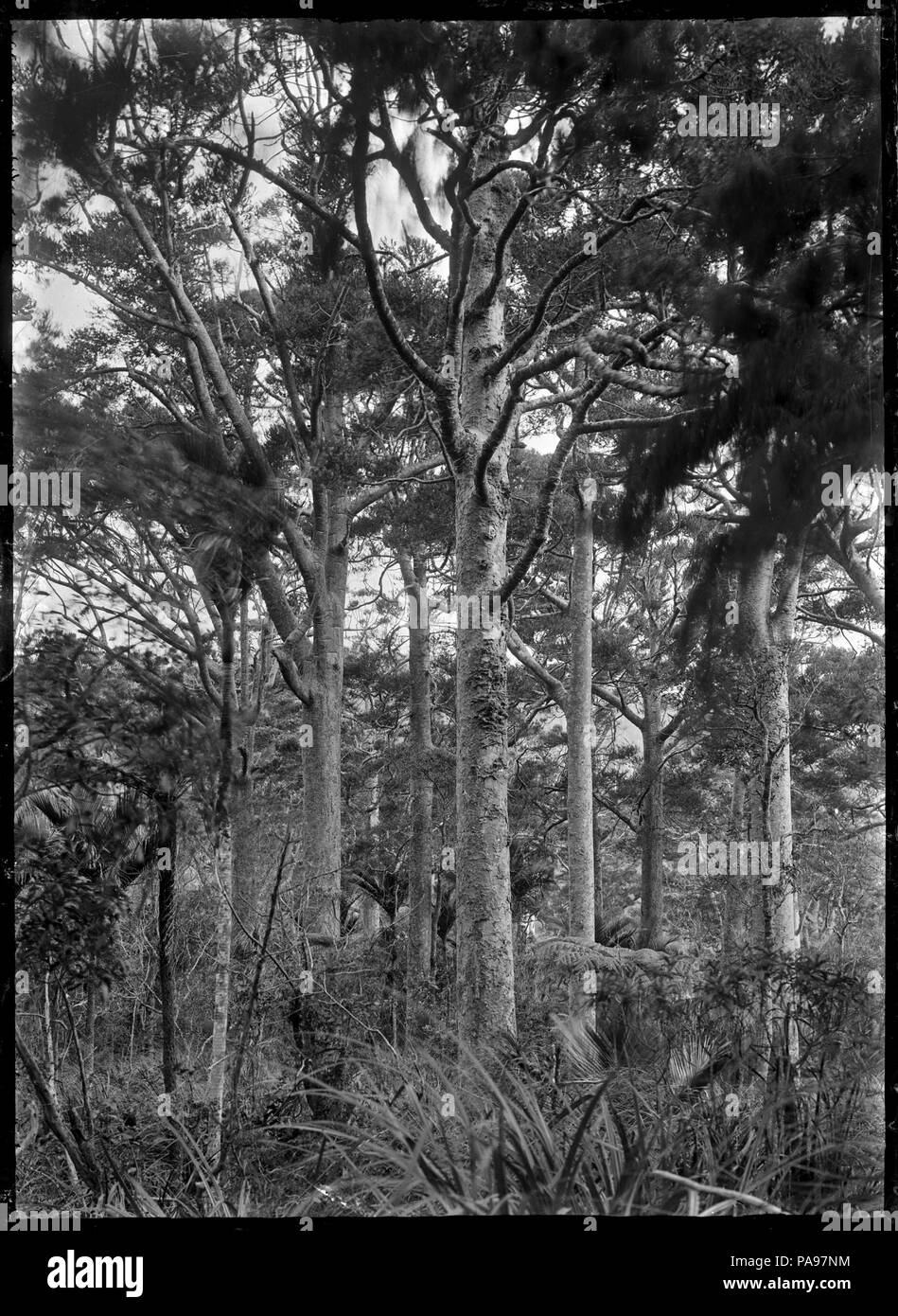 Kauri trees Black and White Stock Photos & Images Alamy