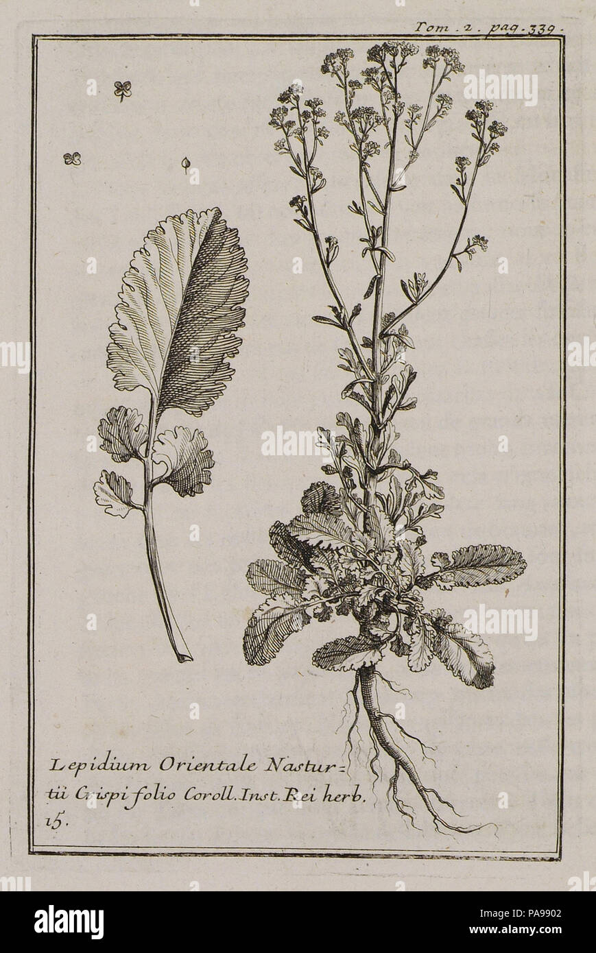 157 Lepidium Orientale Nasturtii Crispi folio Coroll Inst Rei herb 15 - Tournefort Joseph Pitton De - 1717 Stock Photo