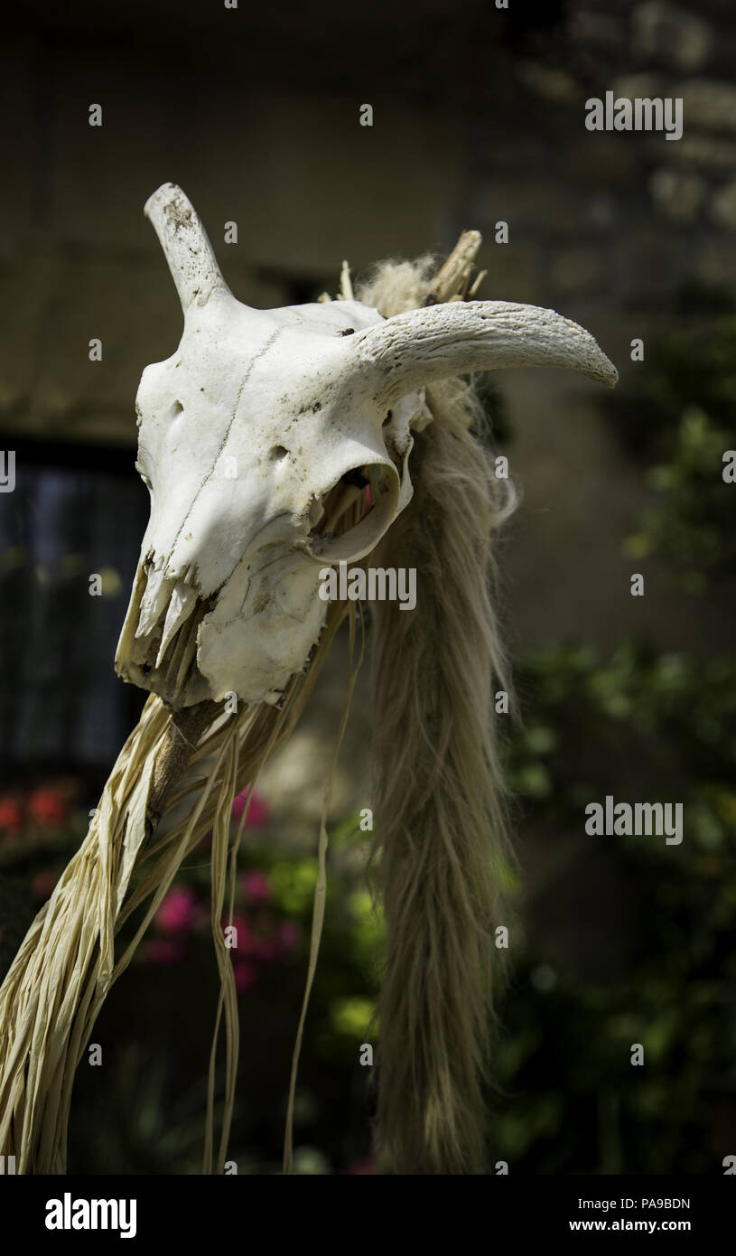 Old goat skull, detail of witchcraft and satan Stock Photo