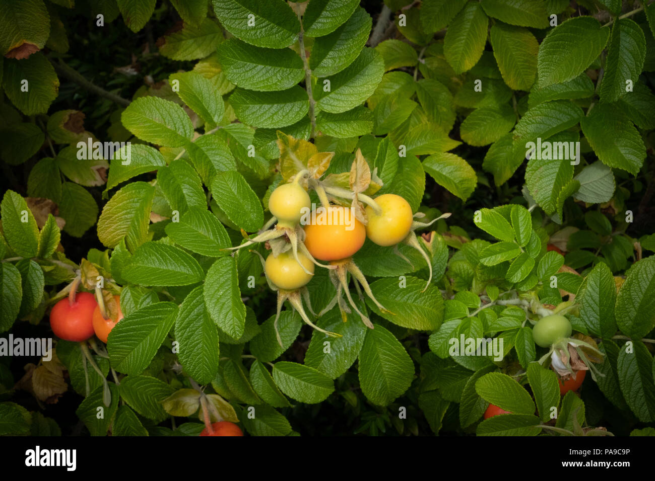 Orange and yellow rose hips against the green leaves on a wild rose in the centre of Lancaster Stock Photo