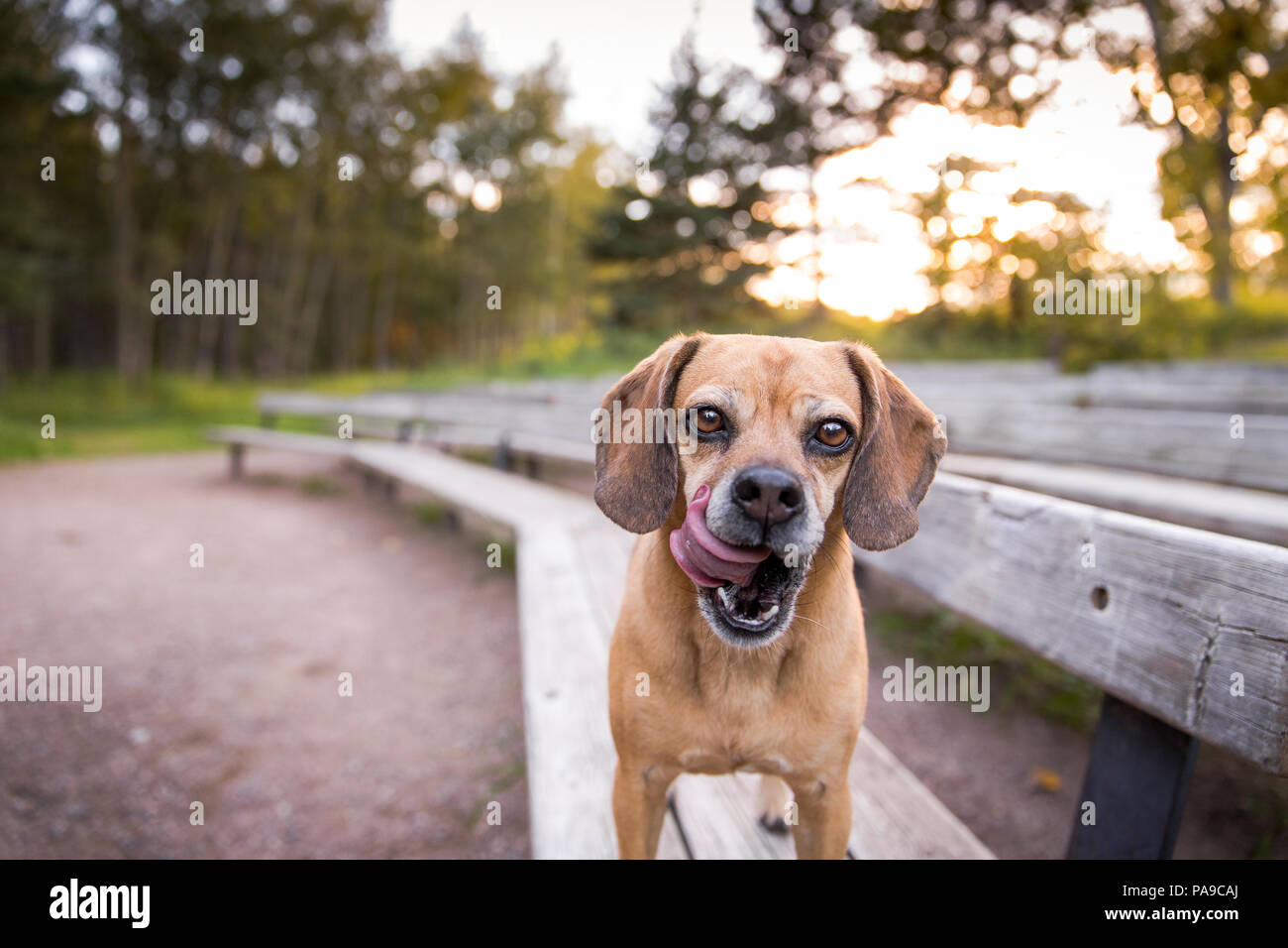Pug Mix Dog Licking Lips Outdoors on Park Bench Stock Photo