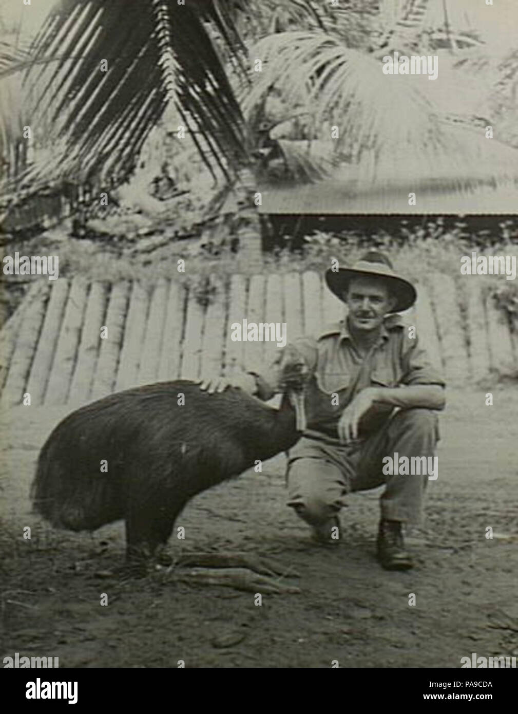 188 Oscar The Cassowary With Lieutenant John Perry Stock Photo Alamy