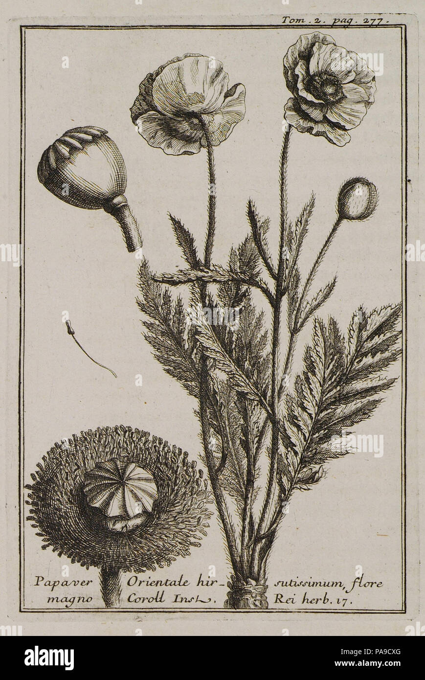 191 Papaver Orientale hirsutissimum, flore magno Coroll Inst Rei herb 17 - Tournefort Joseph Pitton De - 1717 Stock Photo