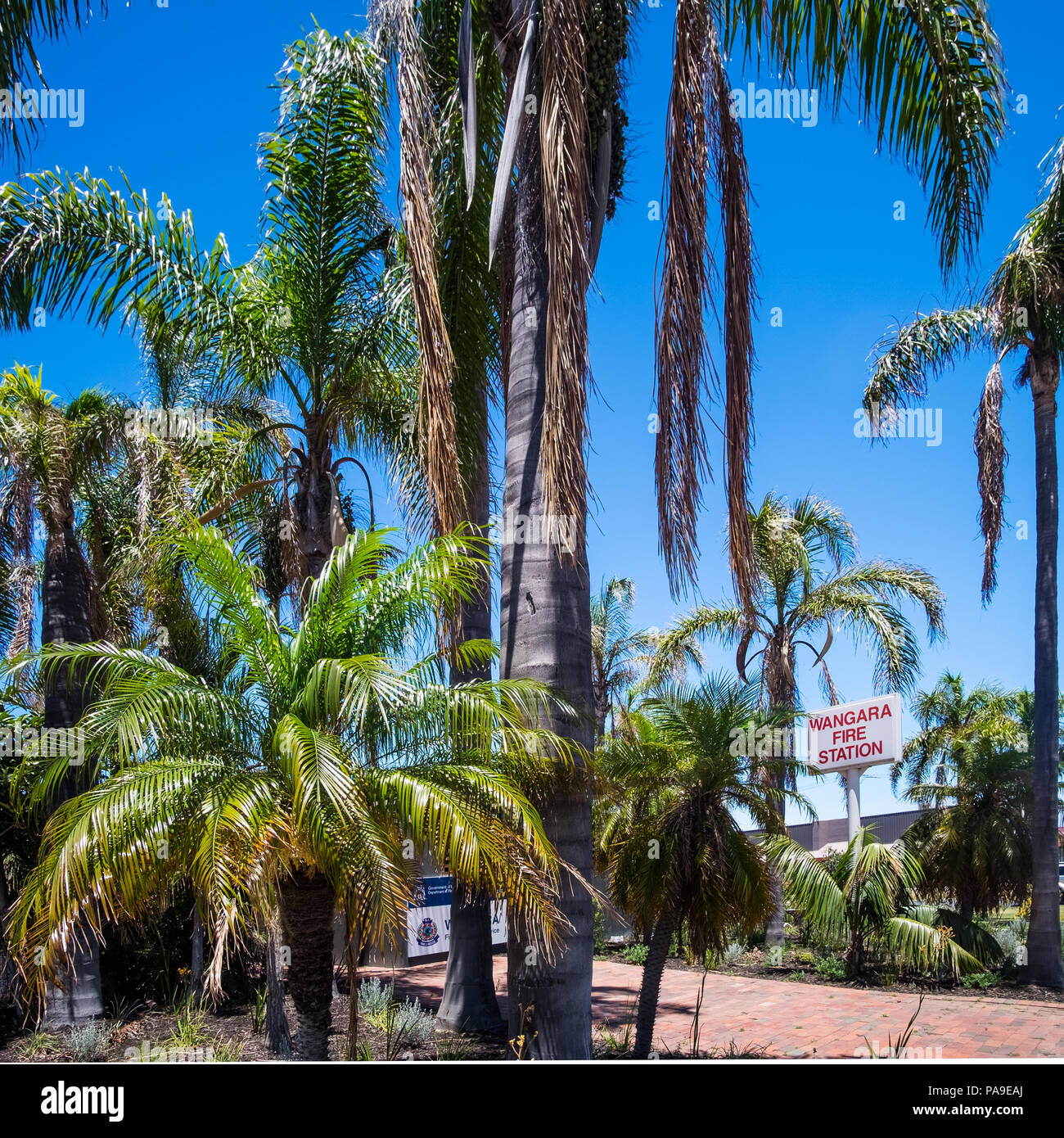 Palm trees at Wangara Fire Station, wanneroo, perth, west australia christmas 2017 Stock Photo