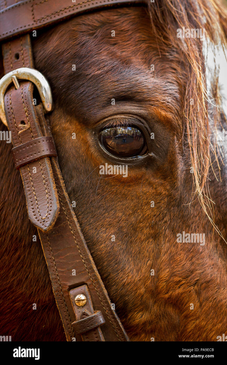 Close up horse head with eye and bridle showing Stock Photo