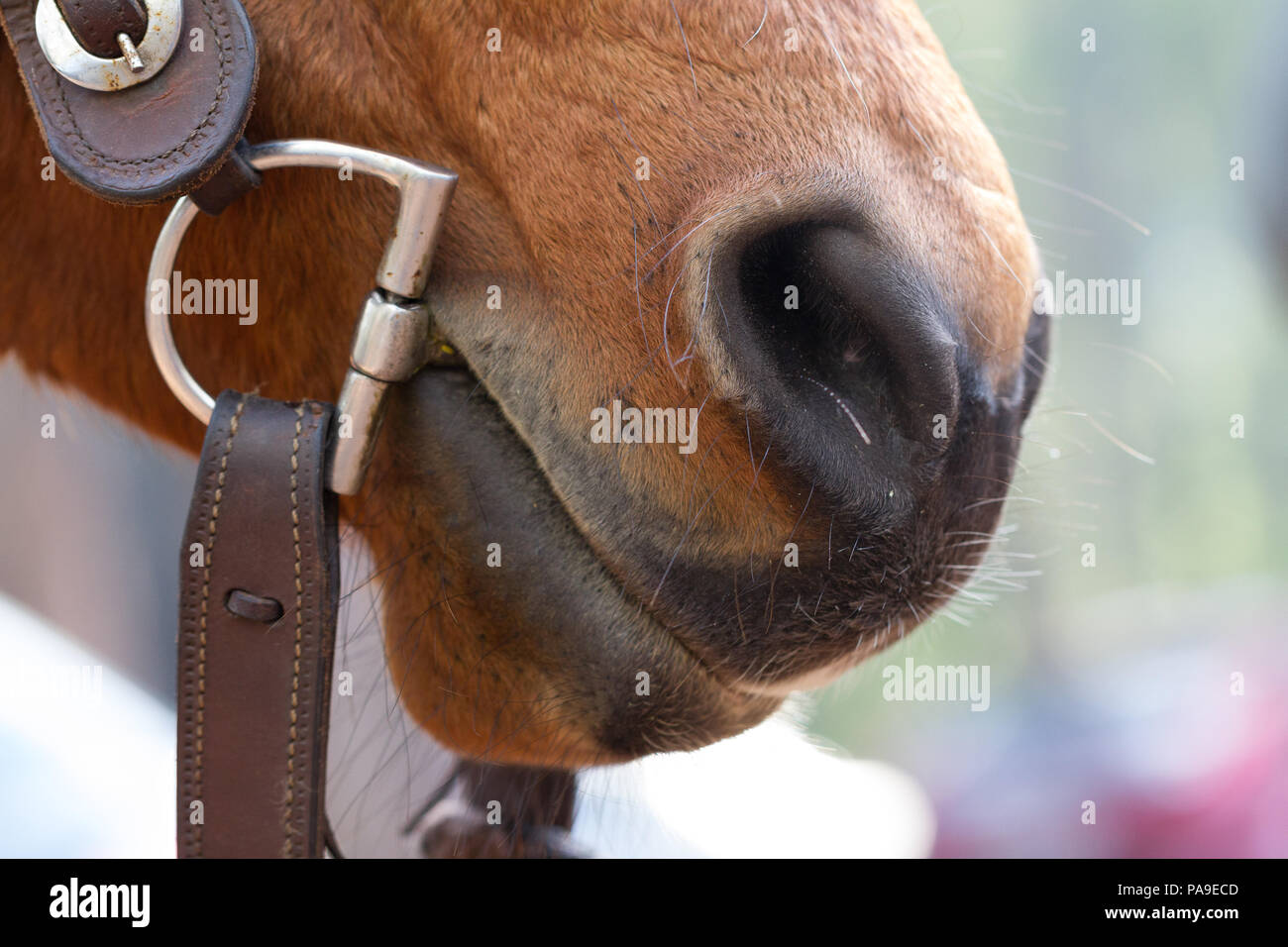 Closeup of horse nose with nostril, mouth and bit Stock Photo