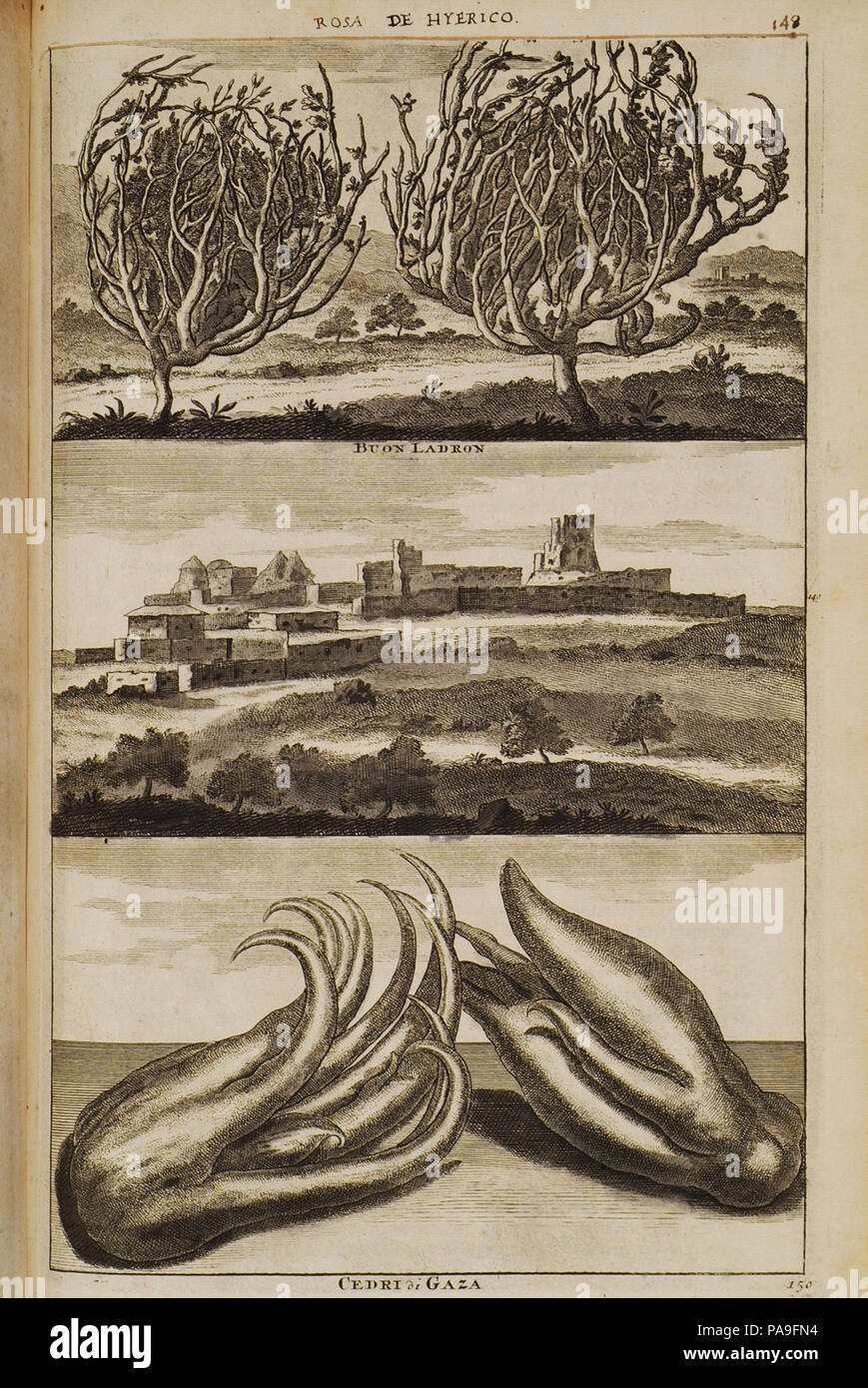 221 Rosa de Hyerico (148), Buon Ladron (149), Cedri di Gaza (150) - Bruyn Cornelis De - 1714 Stock Photo