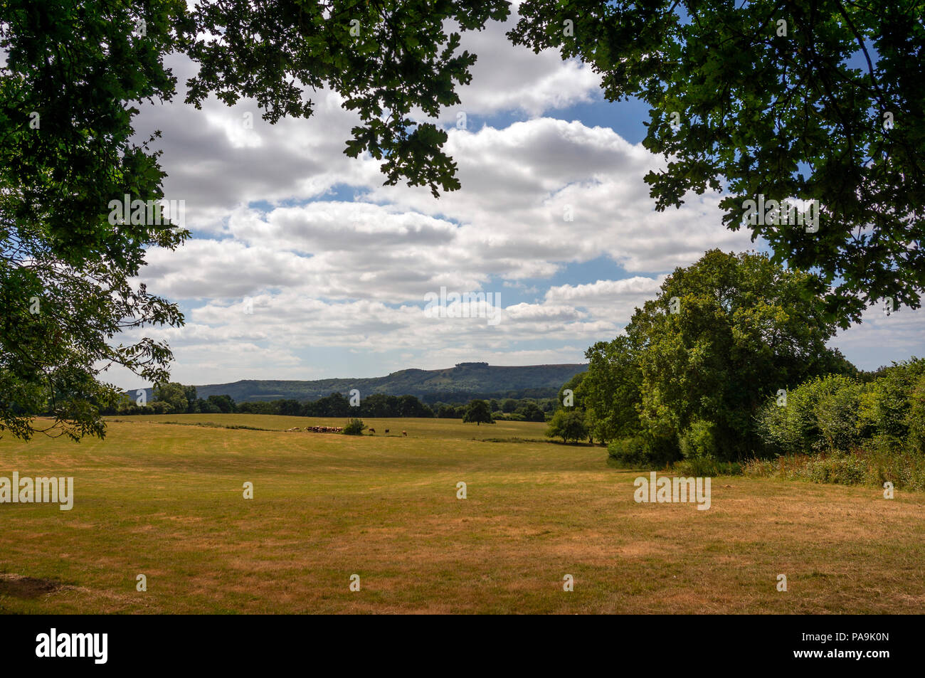 View from the Weald to Chanctonbury Ring in the South Downs National Park, West Sussex, UK Stock Photo