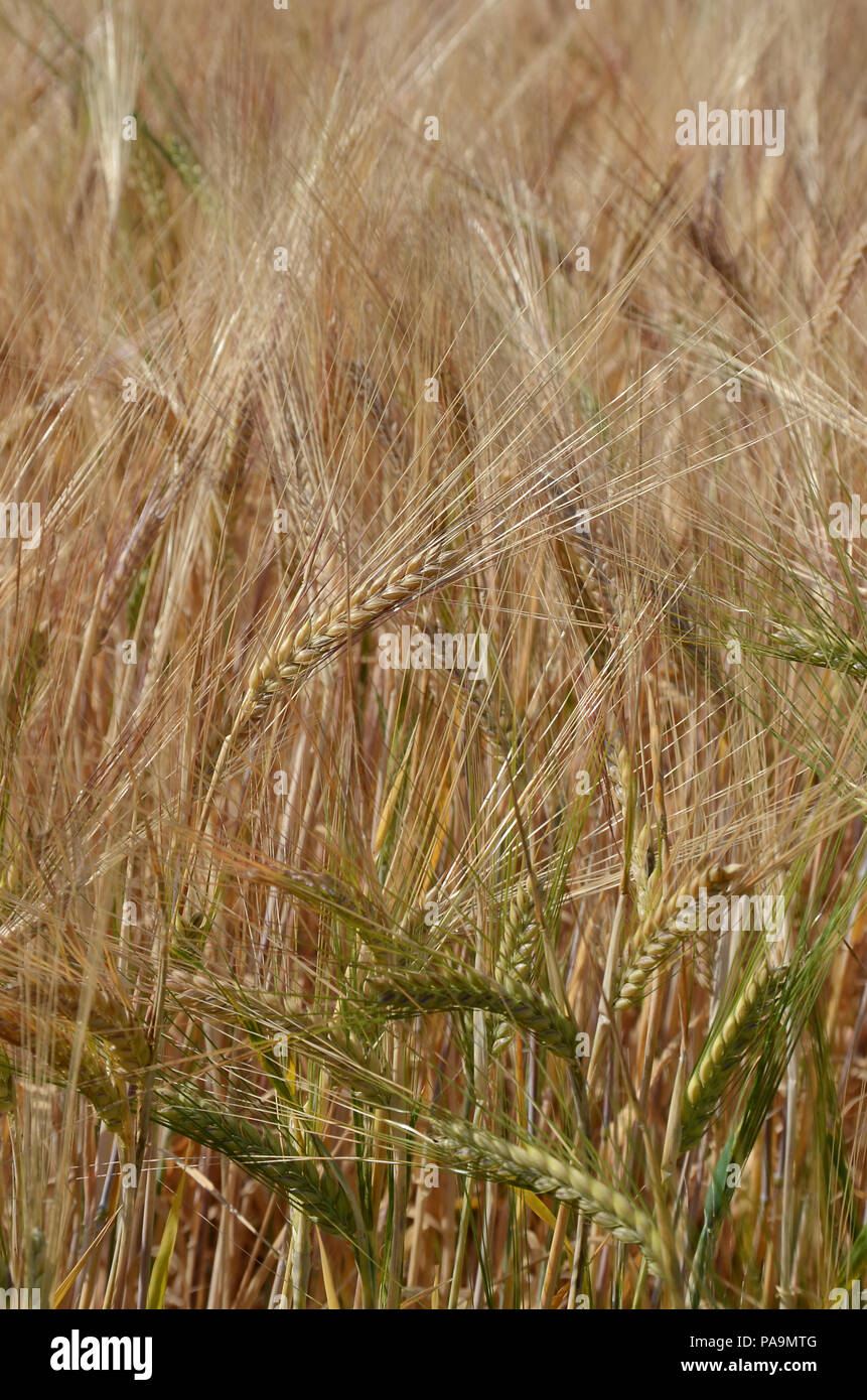 Gold field of barley hi-res stock photography and images - Alamy