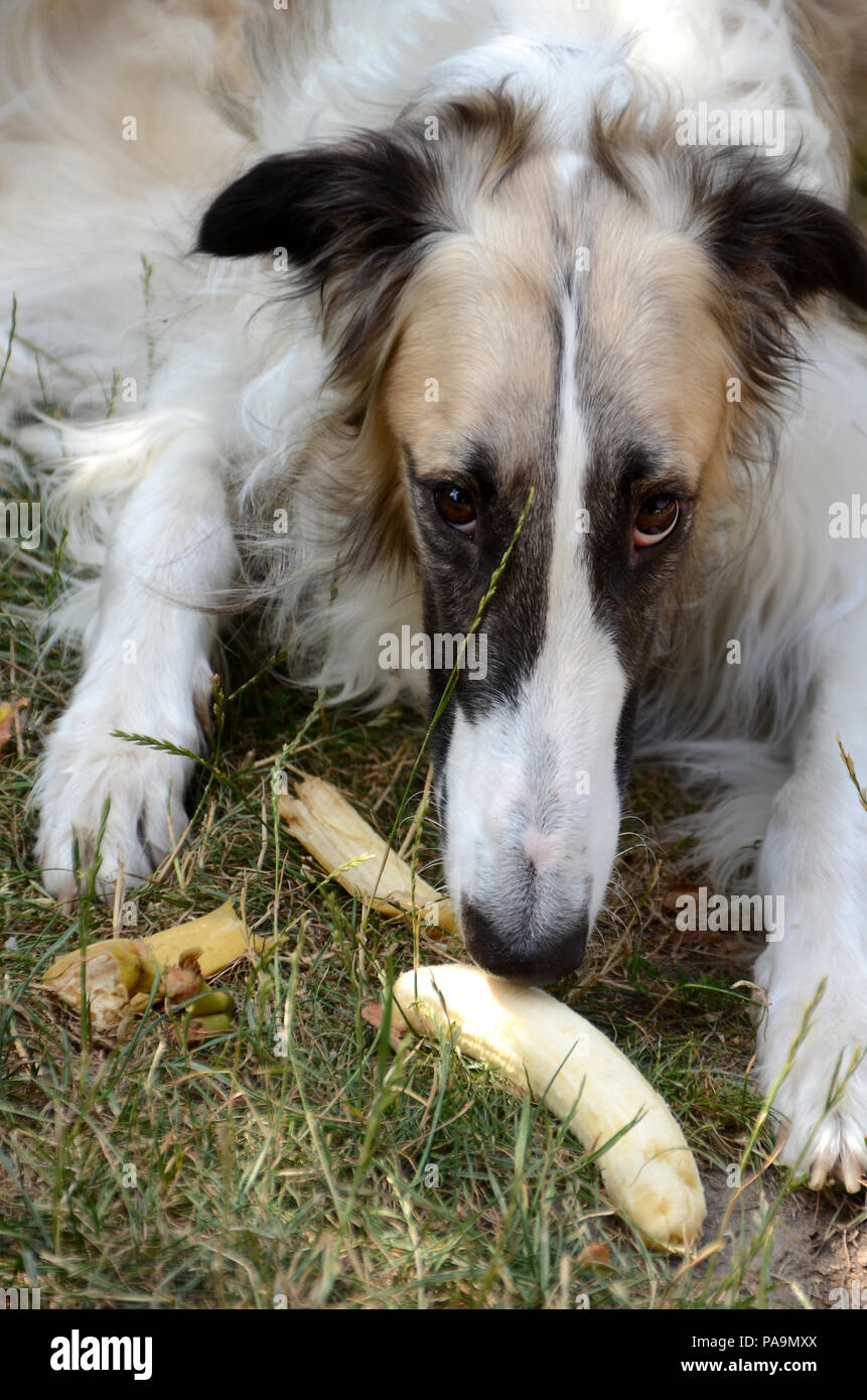 A borzoi with a guilty facial expression eats a stolen banena. Stock Photo