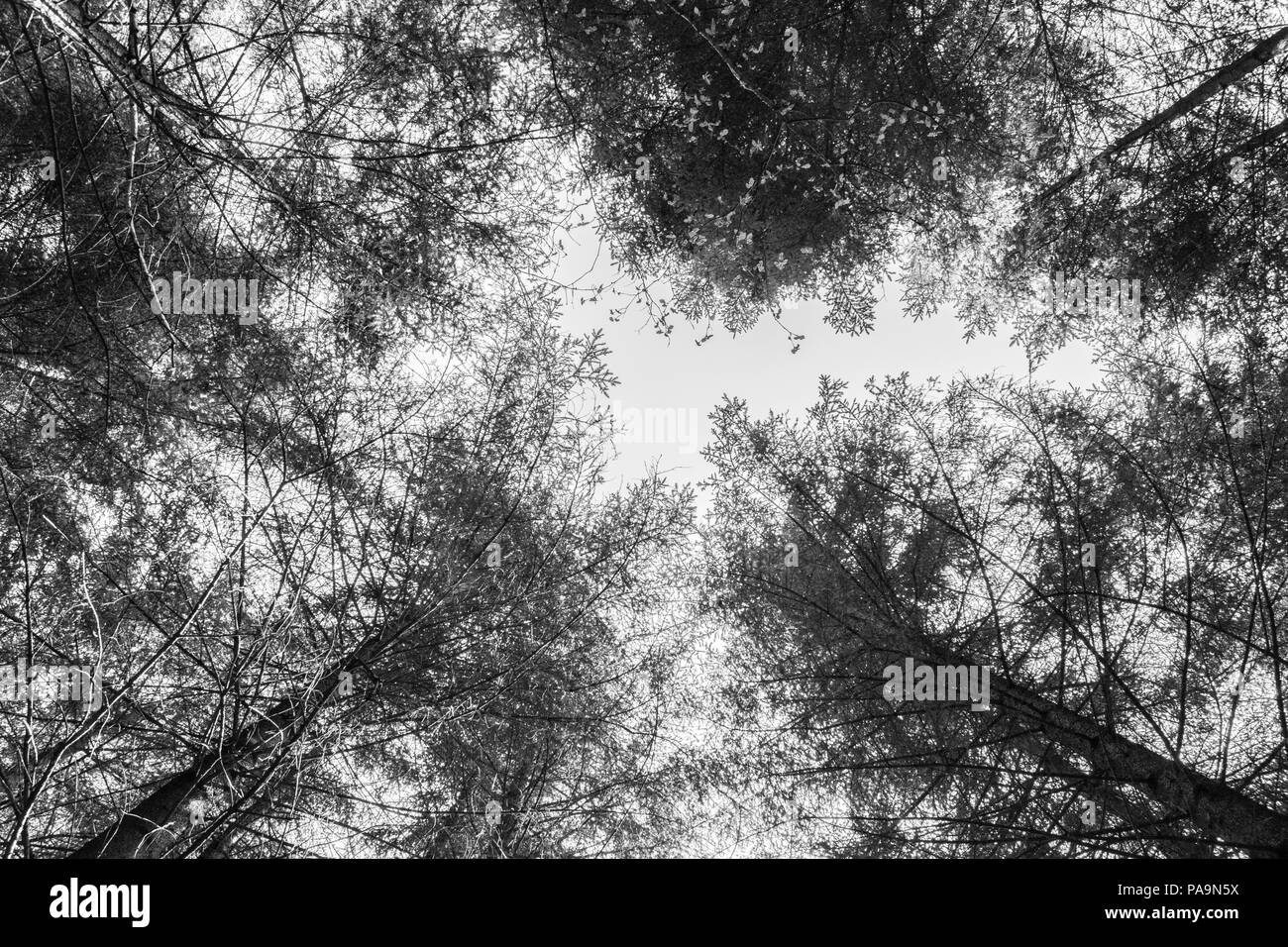 Aerial pine tree Black and White Stock Photos & Images - Alamy
