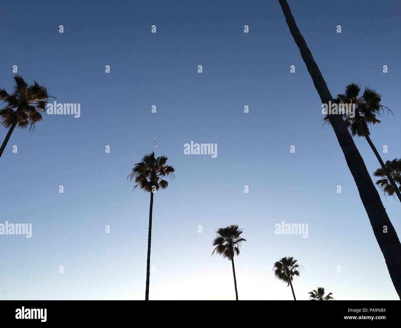 Palm Tree Silhouette in San Diego, California Stock Photo