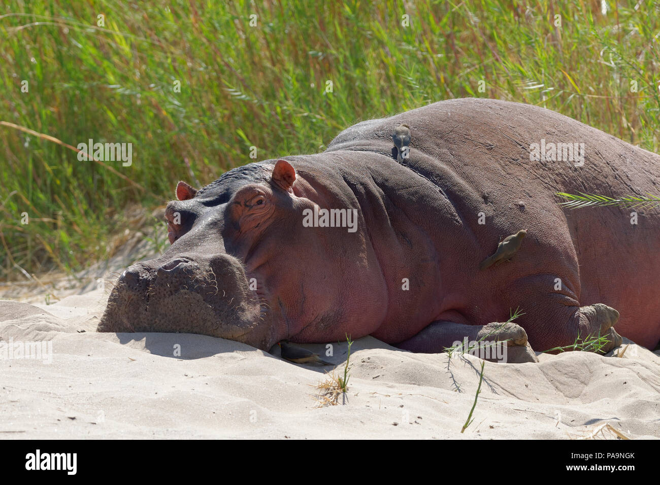 Hippopotamus (Hippopotamus amphibius) sleeping on the riverbanks of Olifants River with red-billed oxpeckers, Kruger National Park, South Africa Stock Photo