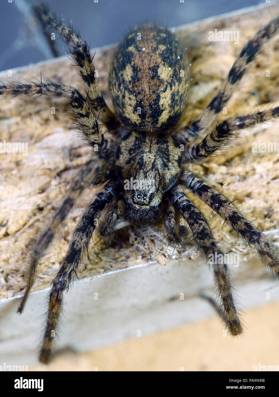 Closeup image of the Giant house spider seen from above Stock Photo