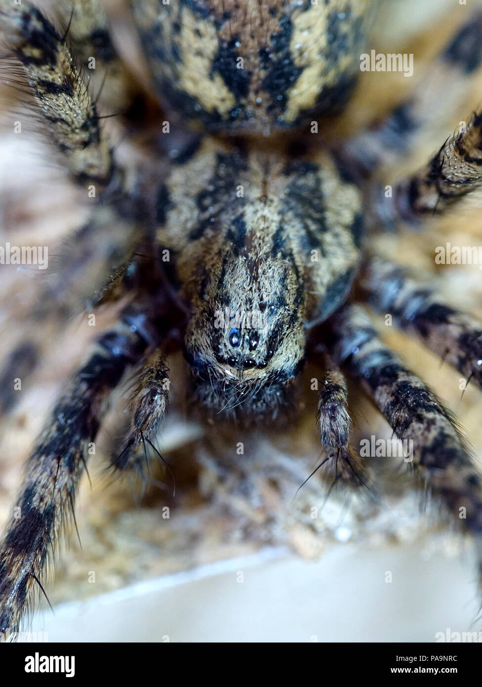 Closeup image of the Giant house spider seen from the front Stock Photo ...