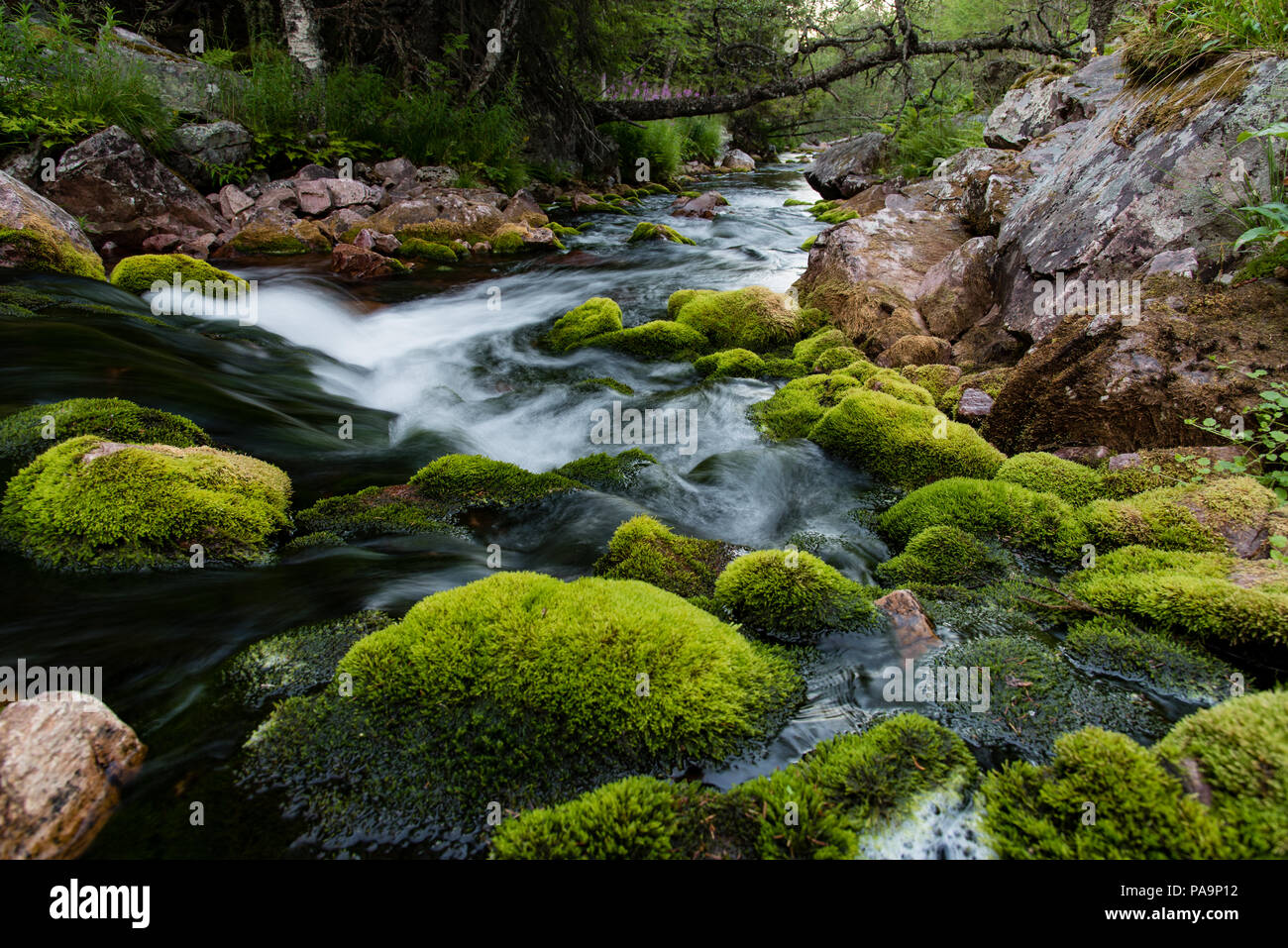 stream with white water at fulufjallet nature reserve in sweden ...