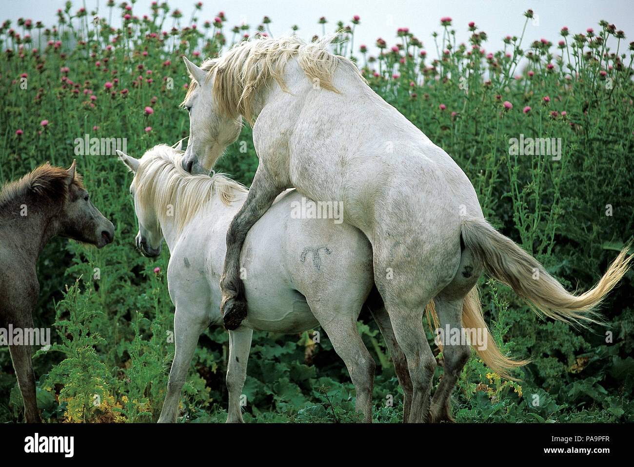 Wild horse of Camargue - Coupling - Southern France Cheval Camargue -  Accouplement Equus caballus Stock Photo - Alamy