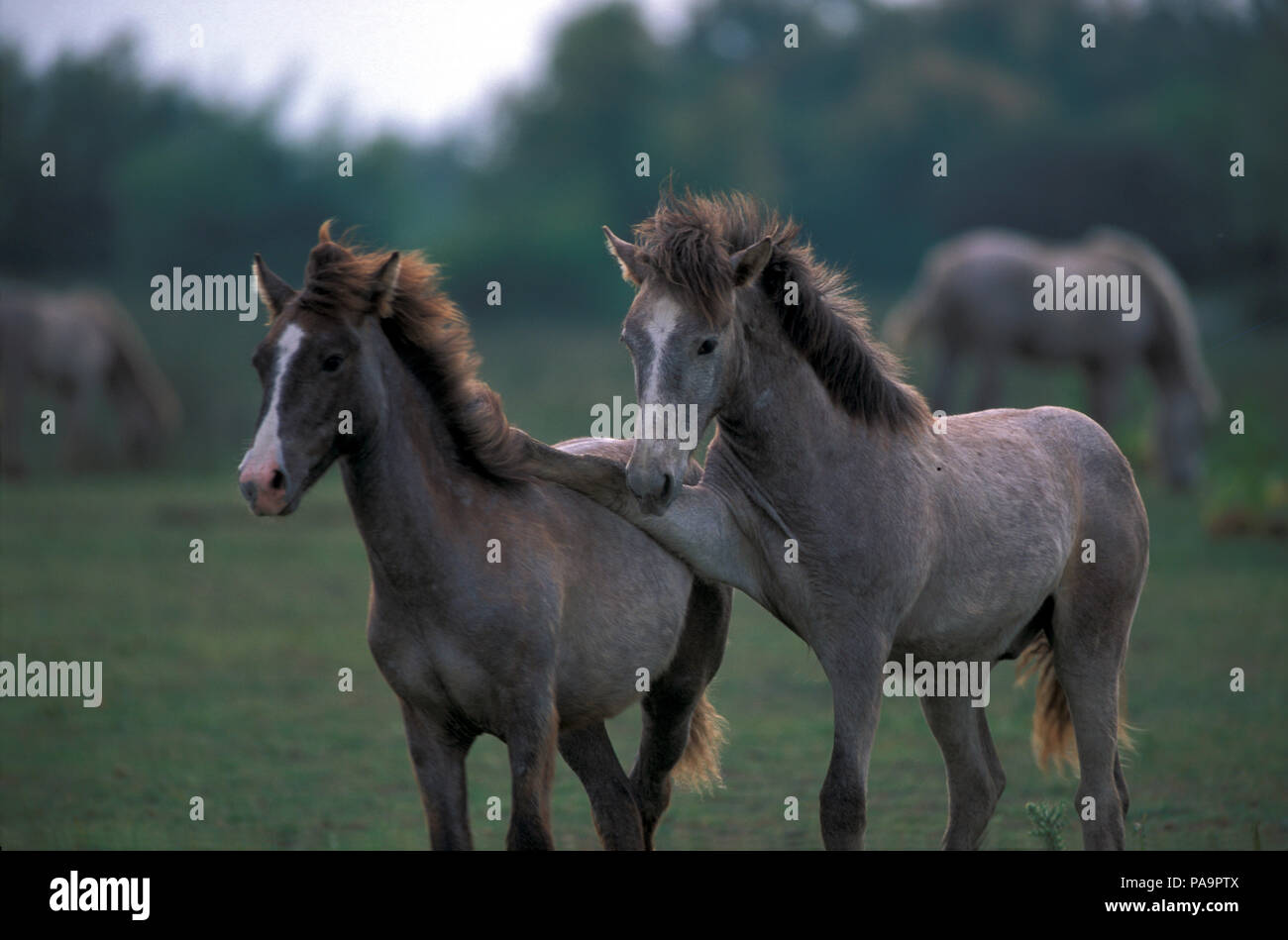 Wild Horse of Camargue - Game - Foals - Cheval Camargue - Jeux - Equus caballus - Southern France Stock Photo