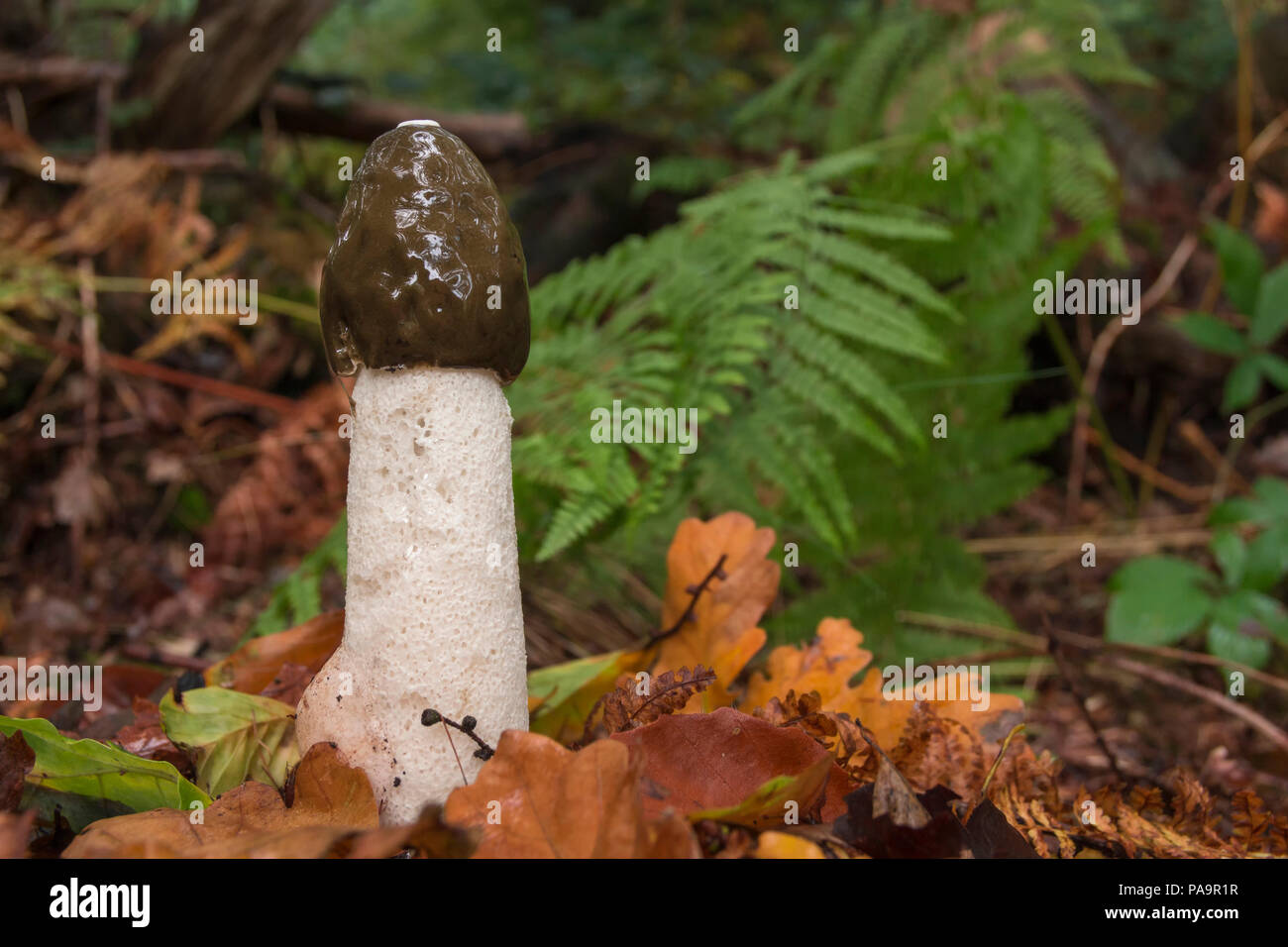 Common Stinkhorn, Phallus impudicus, growing in leaf-litter, early autumn in a Berkshire woodland. Stock Photo
