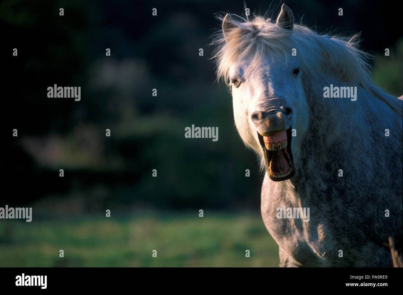 Horse laughing (Equus caballus) Stock Photo