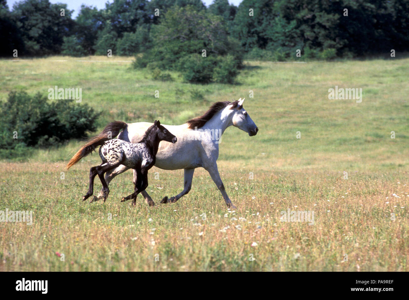 Appaloosa - Mare and foal - Running (Equus caballus) Jument et poulain - Course Stock Photo